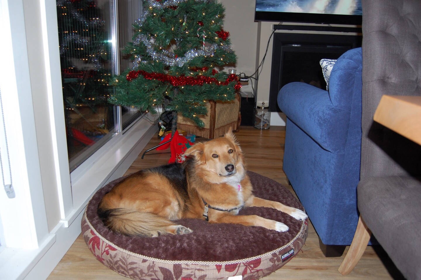 Kyli enjoying Christmas